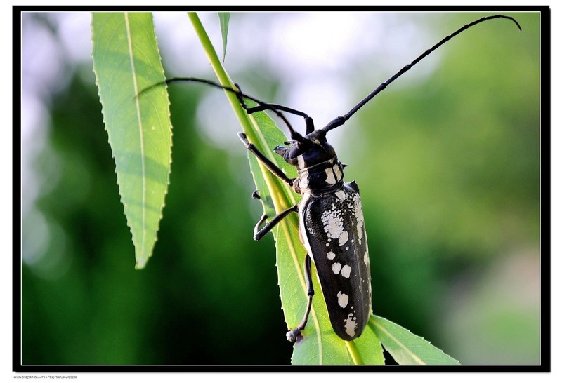  p>云斑天牛(学名: i>batocera horsfieldi  /i>),是天牛科,白条天牛