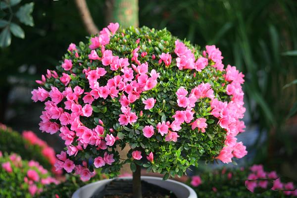  p>小花杜鹃(学名: i>rhododendron minutiflorum /i> hu.
