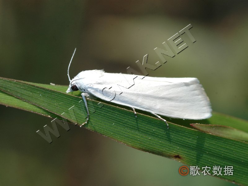  p>昆虫名,属鳞翅目,螟蛾科.