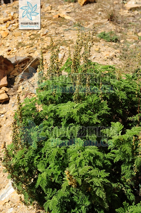 artemisia phaeolepis