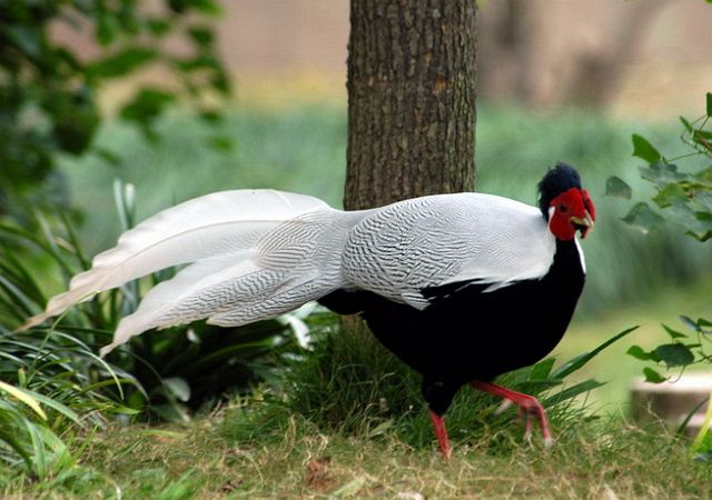 lophura nycthemera fokiensis