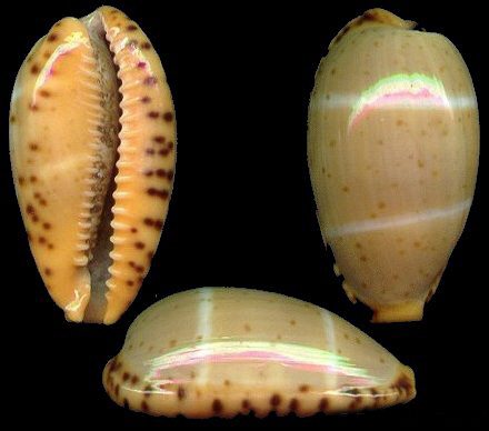  p>双线宝螺(学名:palmadusta lutea lutea)是腹足纲宝螺科的 a href=