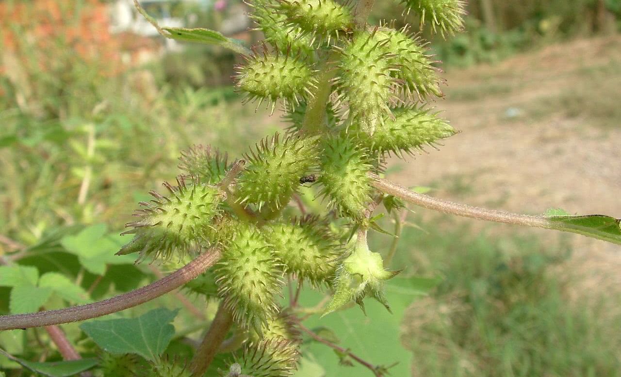 "或布满许多钩的假果;例如牛蒡假果,包括任何种类的果实或带钩的种子