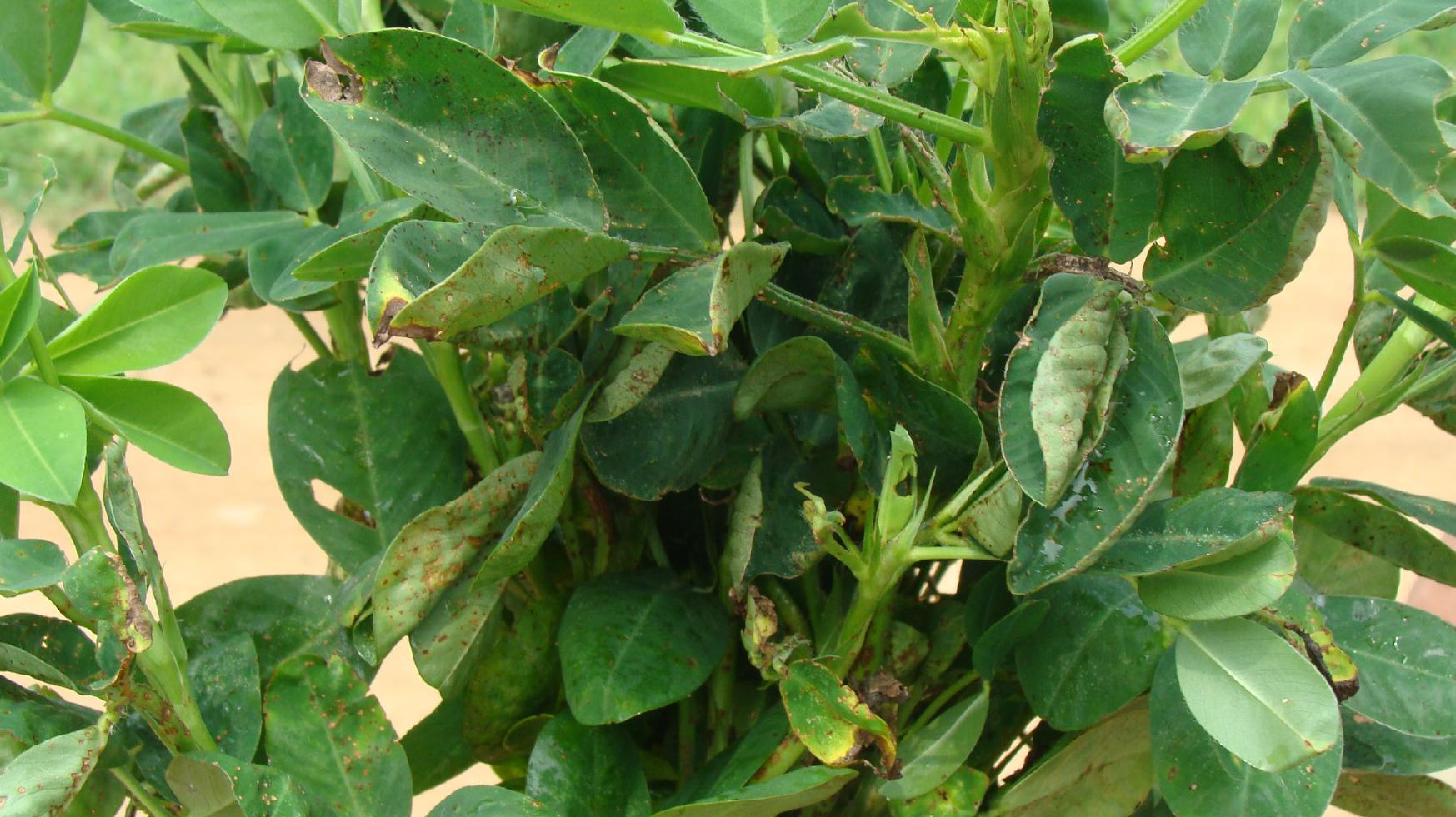 data-lemmaid="588725">花生 /a>的一种病害