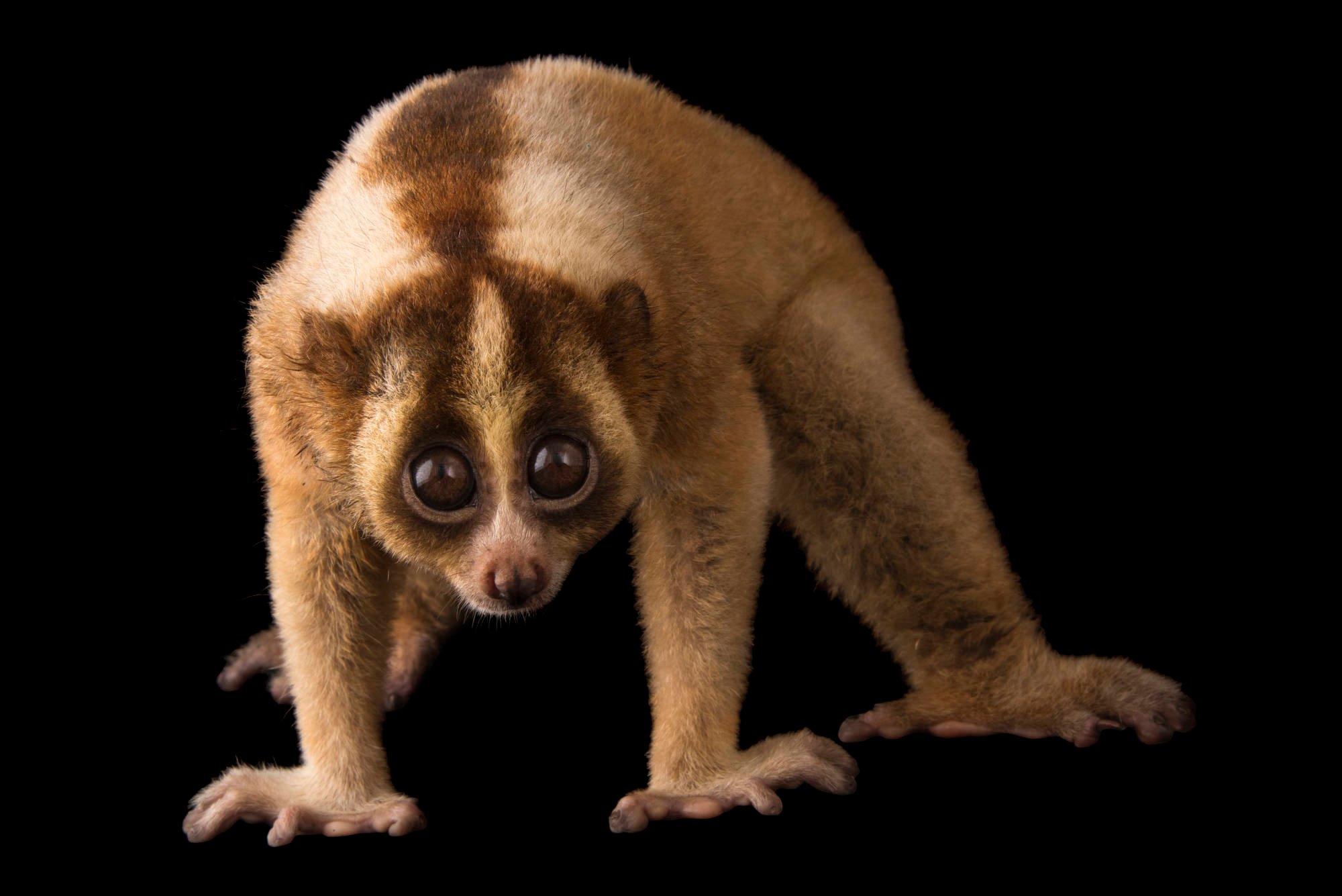  p>爪哇蜂猴(学名: i>nycticebus javanicus /i>):是灵长目,懒猴科