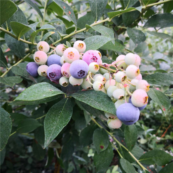  p data-id="gnwlsys8gd">兔眼蓝莓,树体高大,寿命长,树势较强.