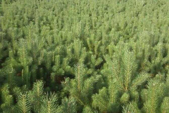 木地肤民勤群体