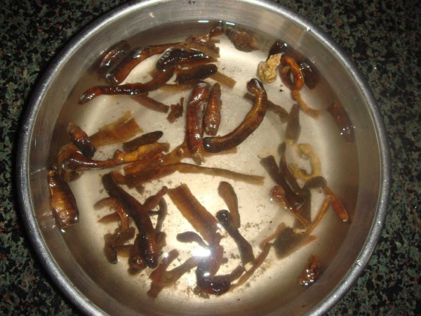 牛角地龙汤