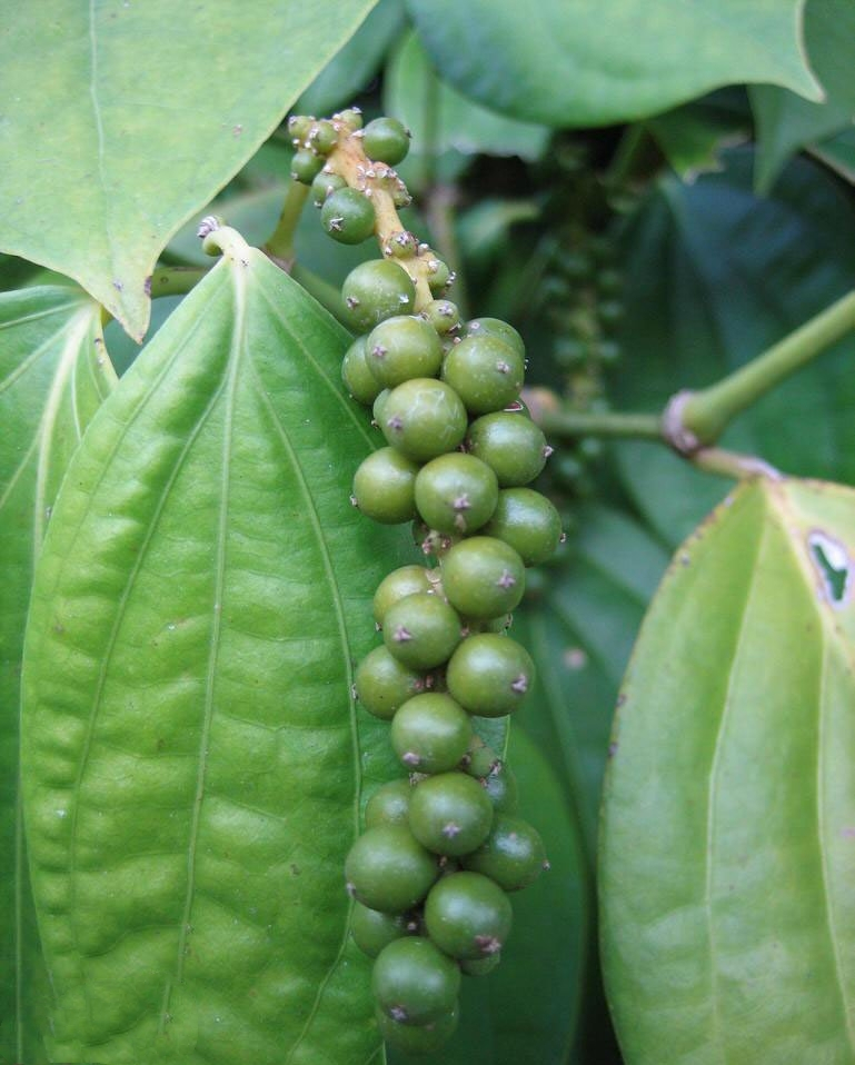 胡椒（胡椒科胡椒属植物）_百度百科