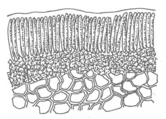  p>亚麻锈病是由亚麻栅锈菌引起的,发生在 a href="#" data-lemmaid="