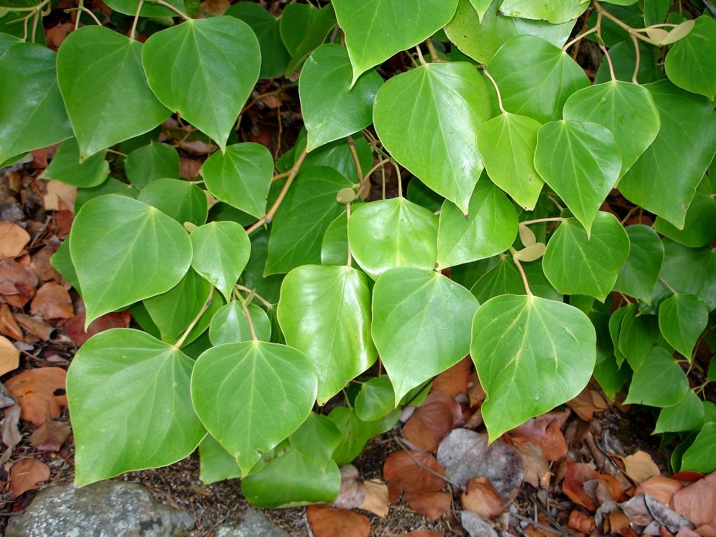  p> a href="#" data-lemmaid="10405785">马蹄果属 /a>(学名:protium