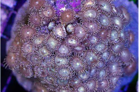 纳塔尔沙群海葵