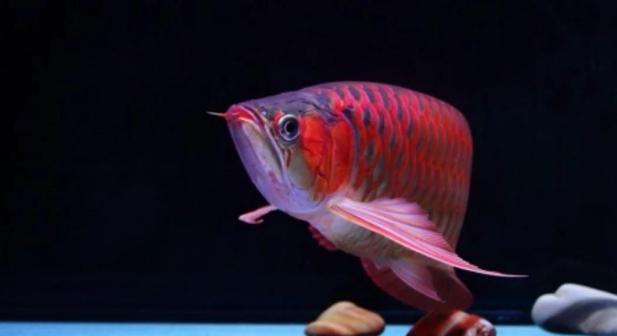 红龙鱼