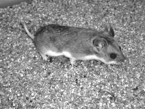 灰仓鼠南疆亚种