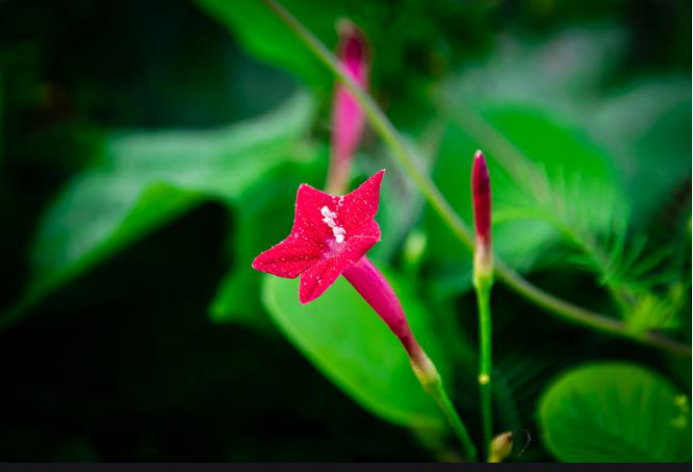 用处颇多的 五角星花 茑萝松 百科ta说