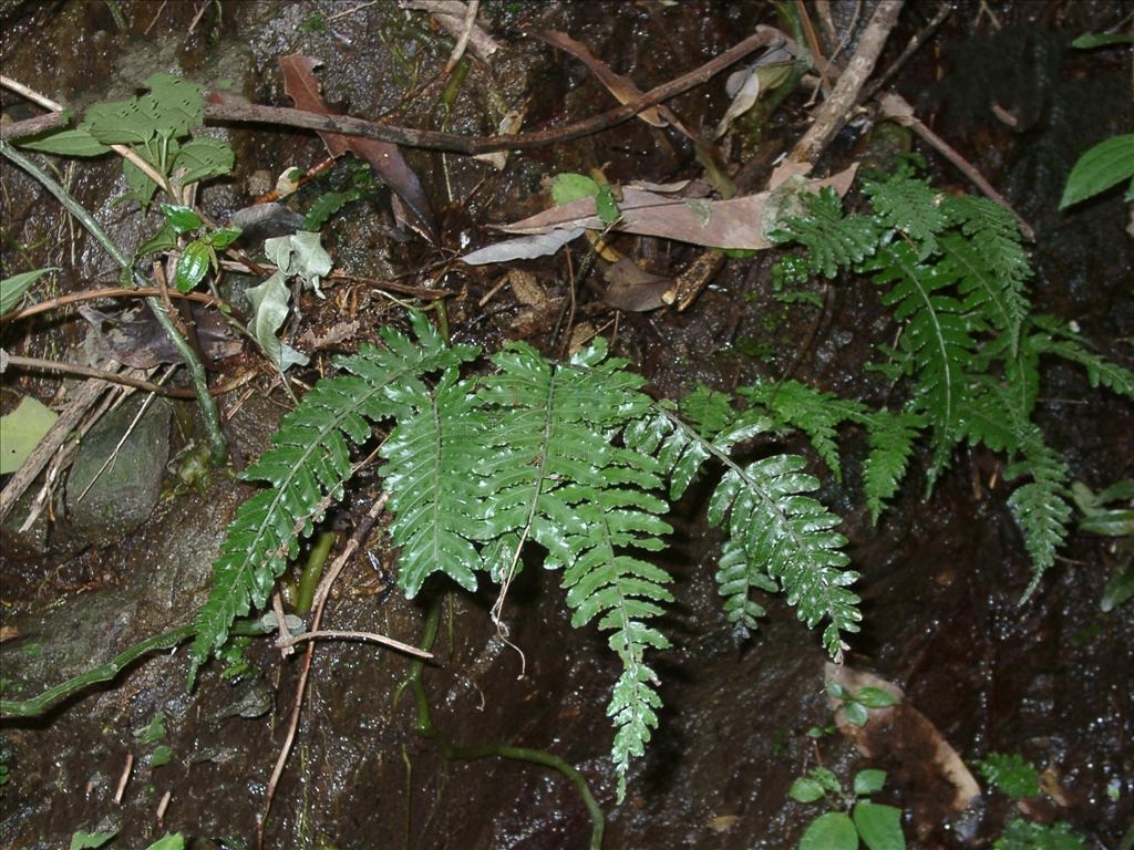 是实蕨科,刺蕨属土生 a target="_blank" href="/item/蕨类/7638032"