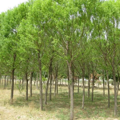 梓 居然还是种植物 百科ta说