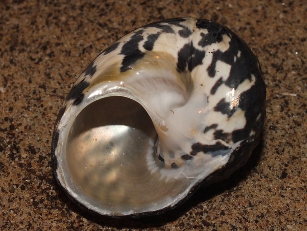  p>西印度洋钟螺(学名: i>cittarium pica /i>):是百慕大岩石海岸线上