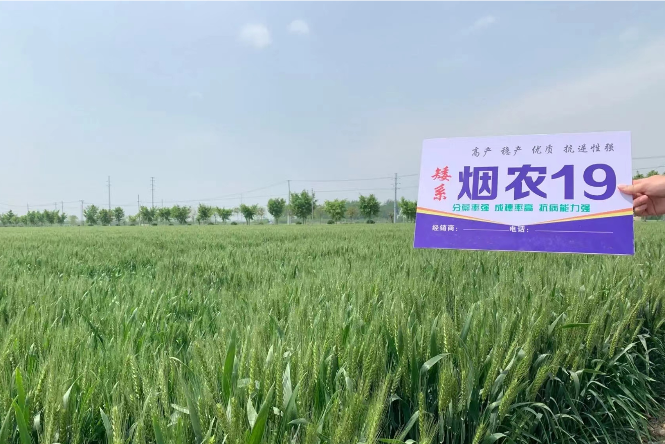 id="gnaw52qnck">烟农19是山东省烟台市农业科学院选育小麦类品种,由