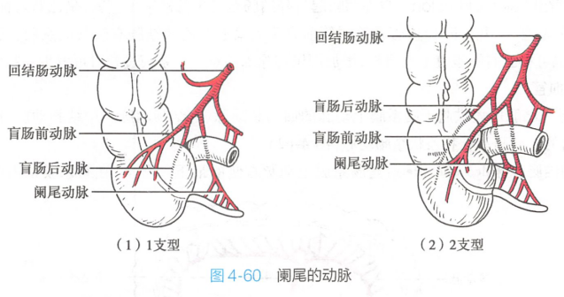 阑尾的动脉