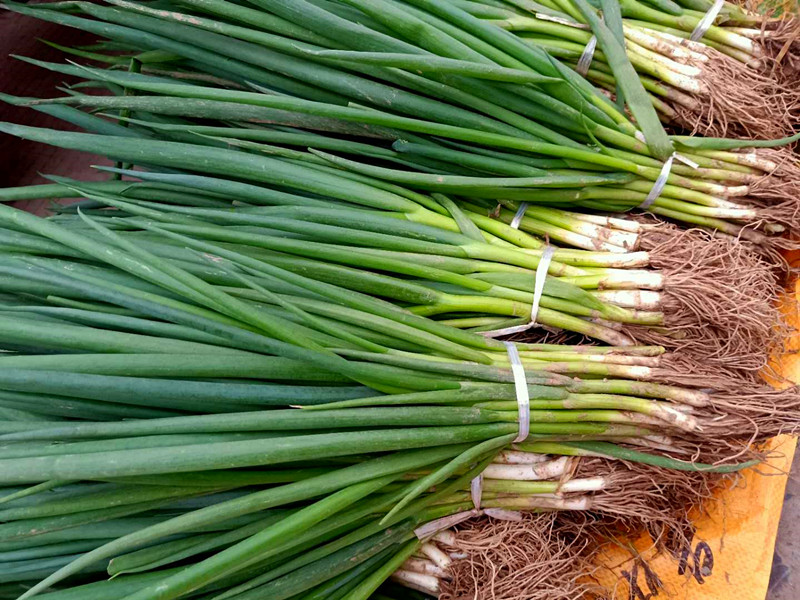 绿色,根生长能力强,叶是圆管状内中空,根具有生长能力,带根的青葱可以