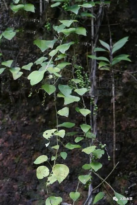 barbata /i> miers )又名毛篸箕藤,银不换,金锁匙,防已科轮环藤属植物