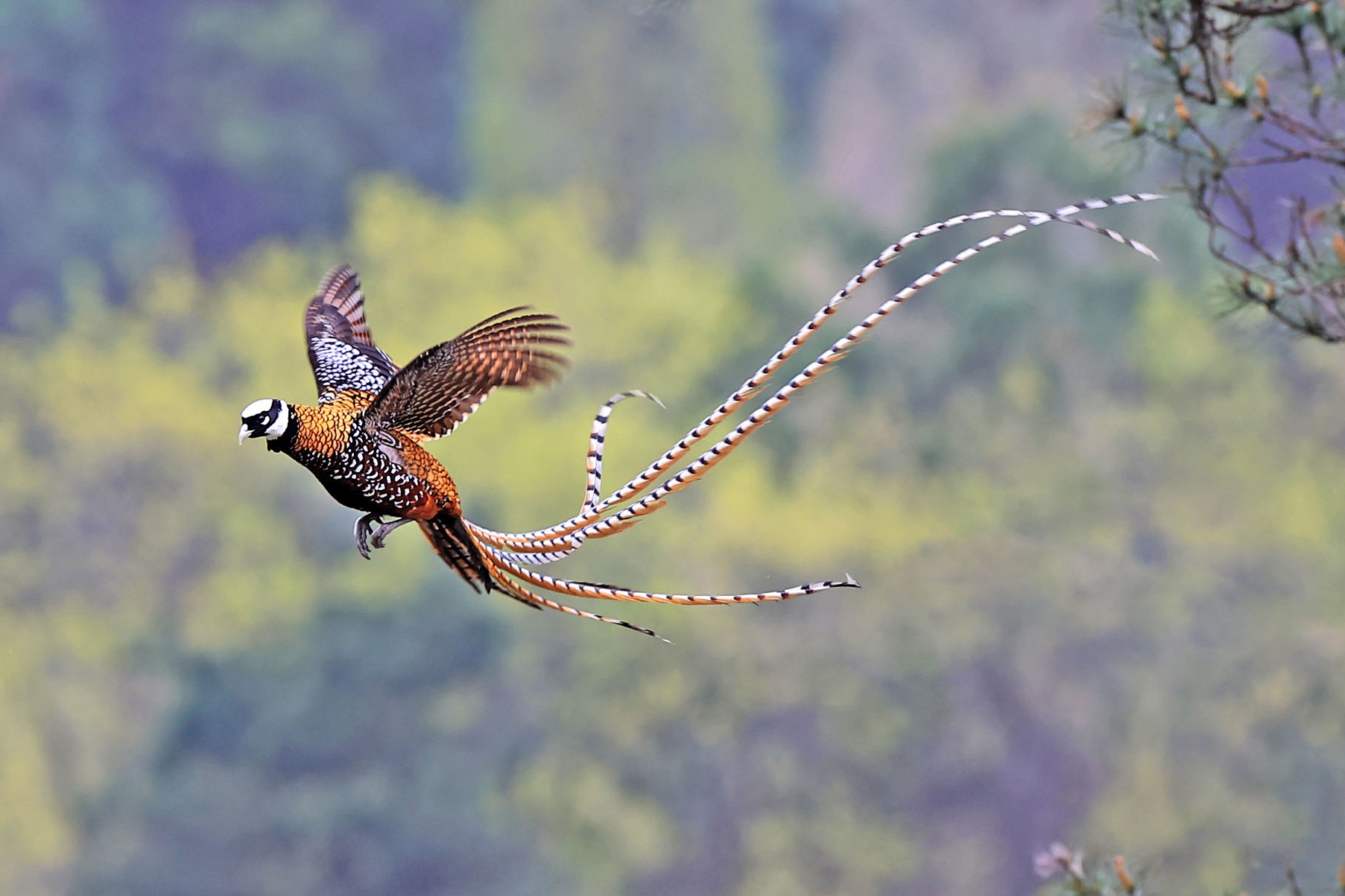 0mvcaauk">白冠长尾雉(学名: i>syrmaticus reevesii /i>)属于鸡形目