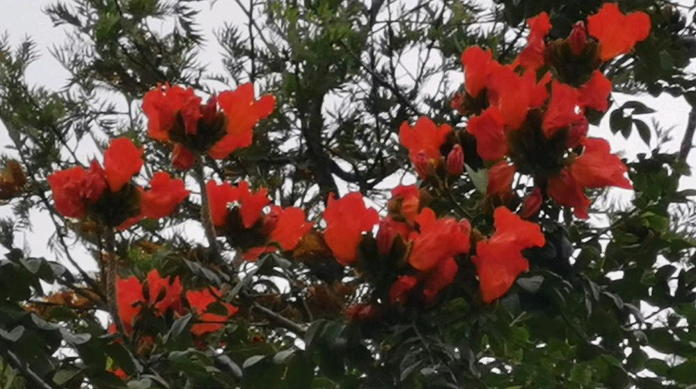 献百花（55）：火焰树花_百科TA说