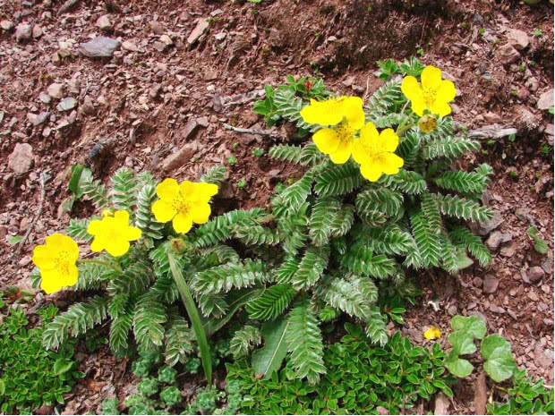 银叶委陵菜(原变种)