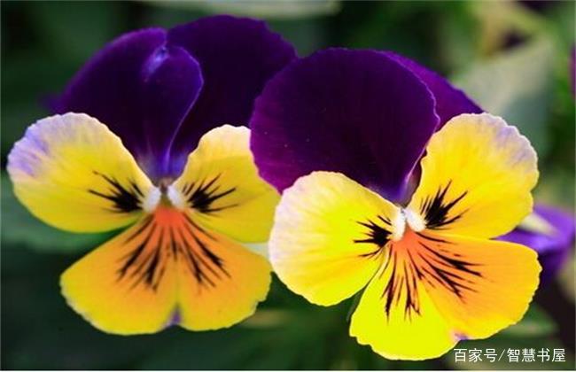 它被冰岛和波兰定为国花 它是双子座的幸运花 多才多艺玲珑机智 百科ta说