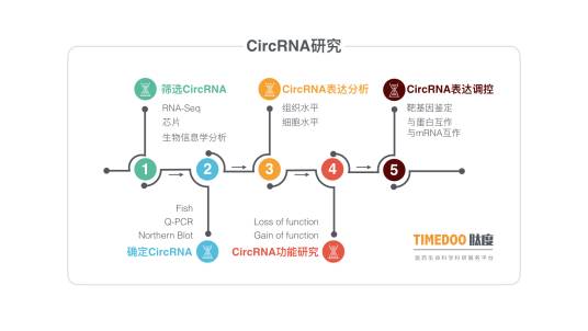 环状RNA_百度百科