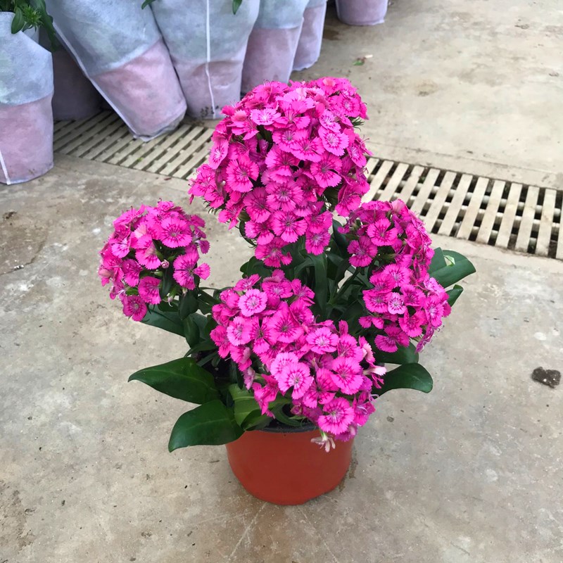 绣球石竹花 优秀的观赏绿植 盆栽地栽皆适宜 南方北方都能种 百科ta说