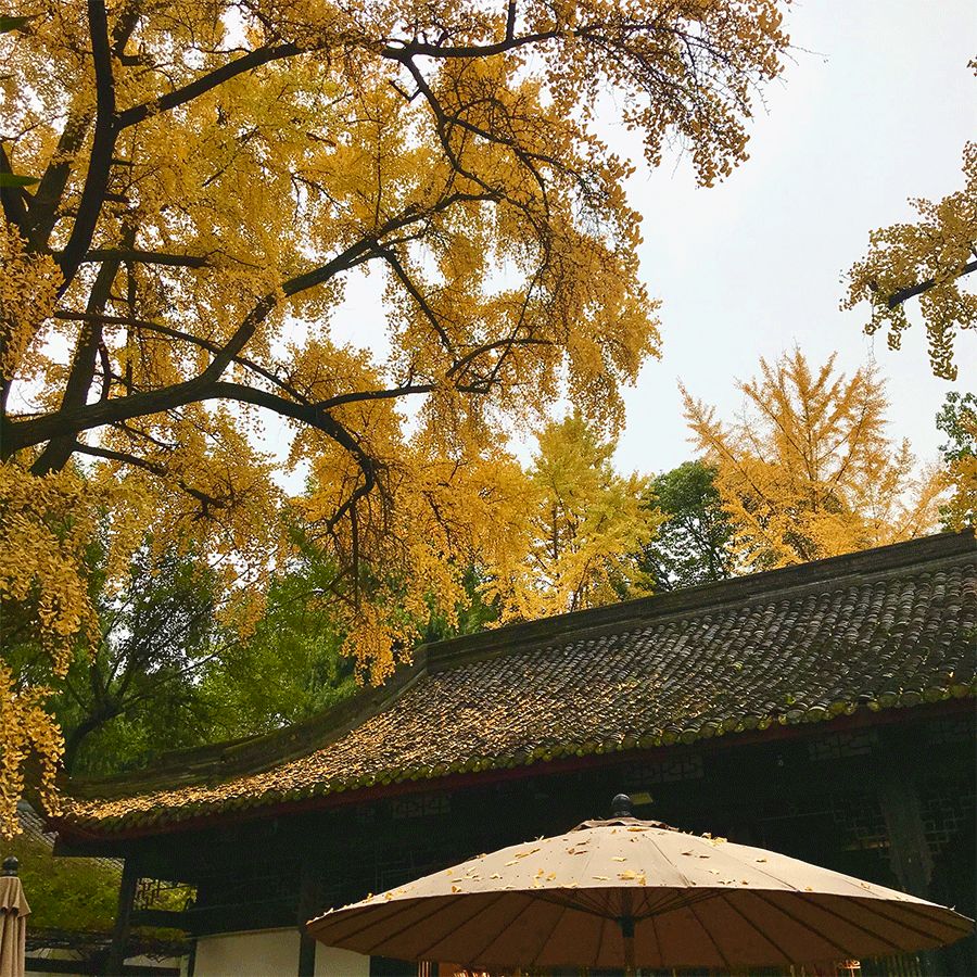 晚秋杏黄，人间幸好_百科TA说