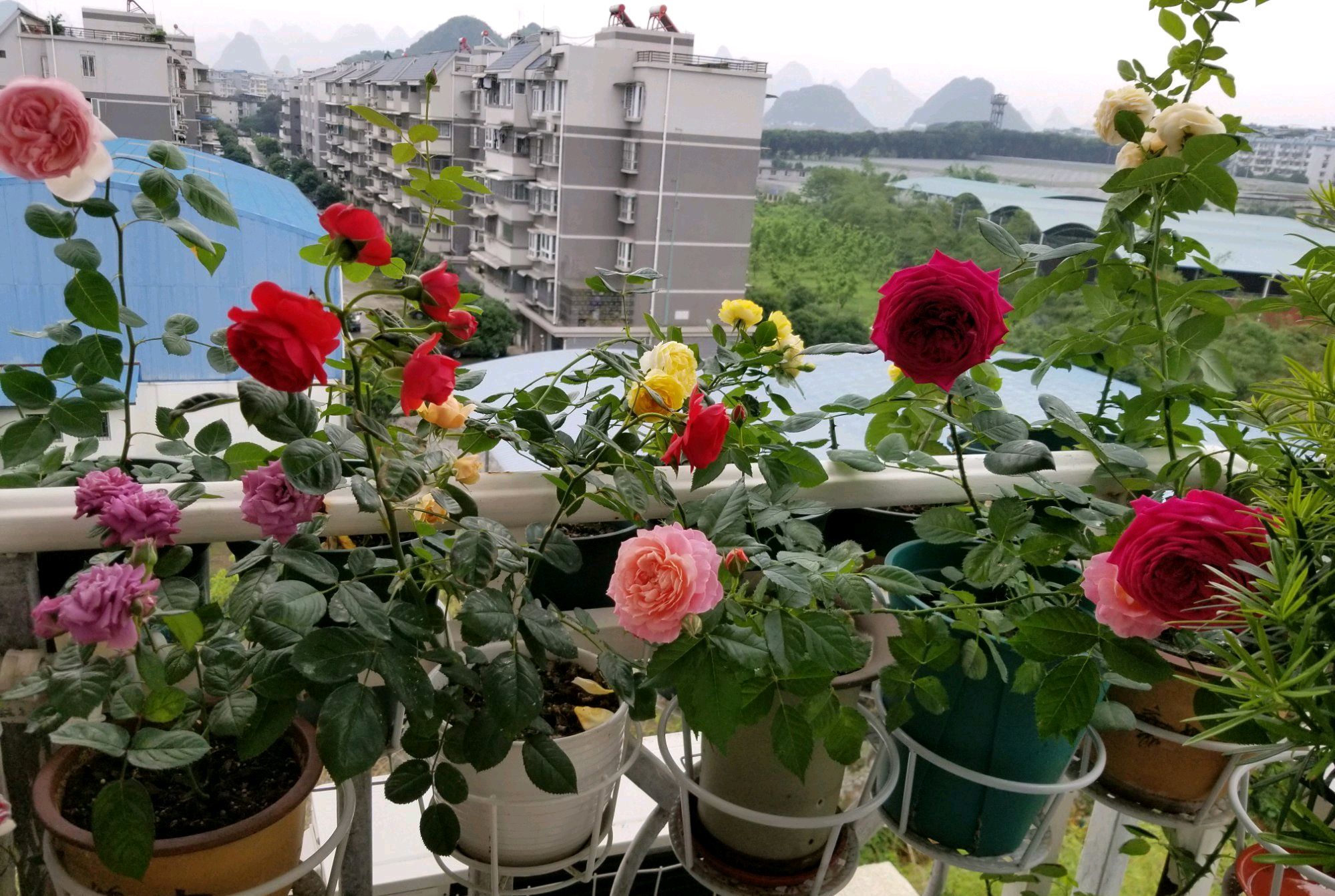 月季花在冬季还在使劲长粗笋，有必要强行越冬吗？考虑月季的感受_百科TA说