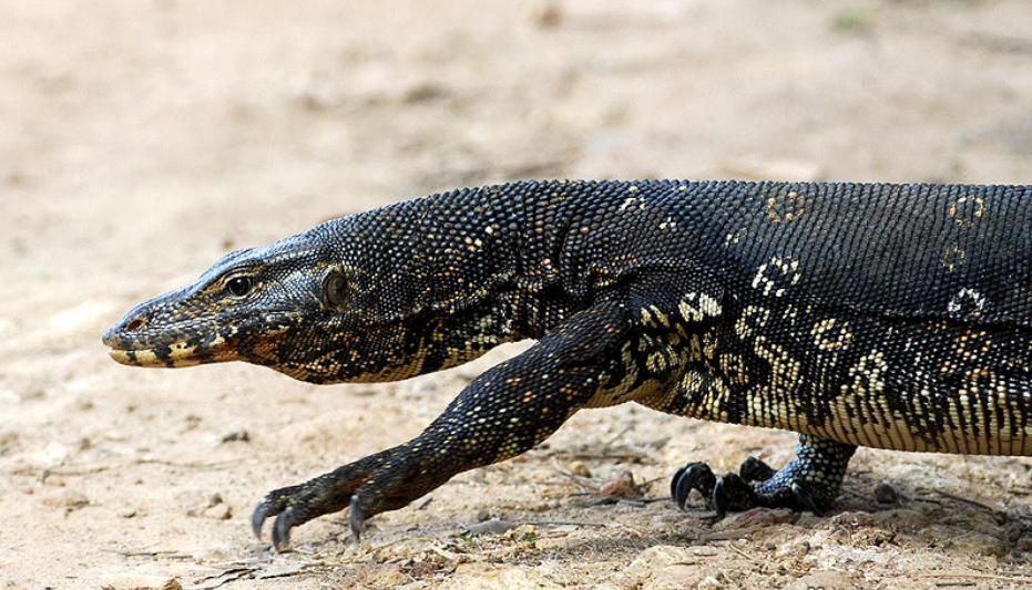  p>圆鼻巨蜥(学名: i>varanus salvator /i>)是巨蜥科,巨蜥属动物.