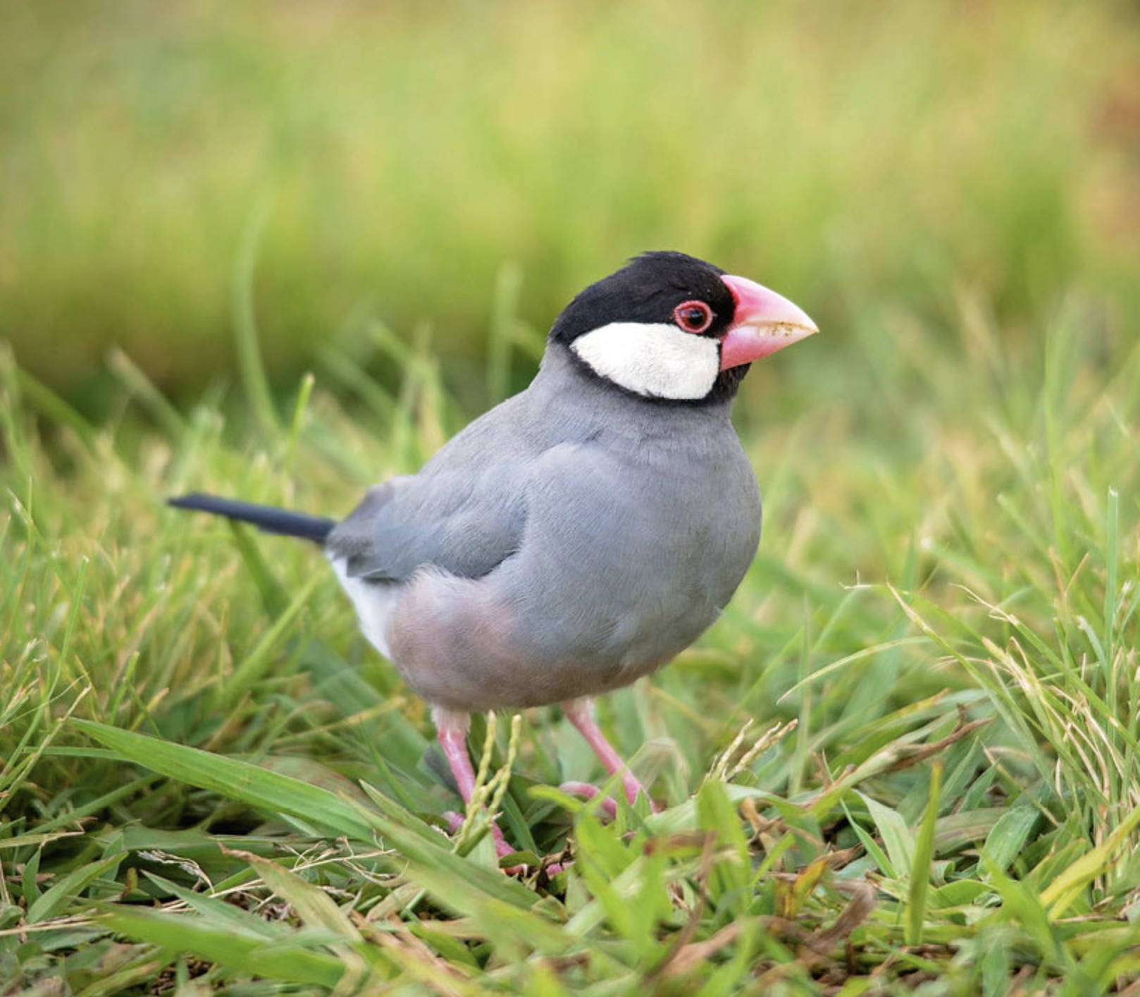  p>禾雀(学名: i>lonchura oryzivora /i>)是文鸟科,禾雀属小型鸟类