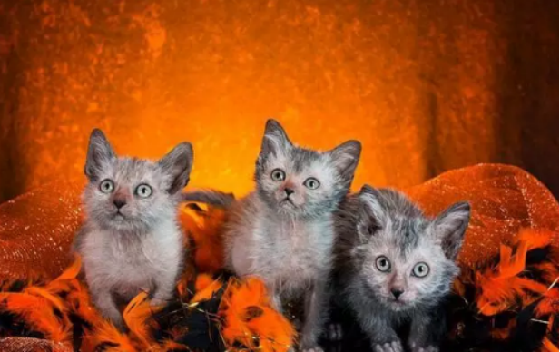 狼猫：可怕还是可爱？_百科TA说