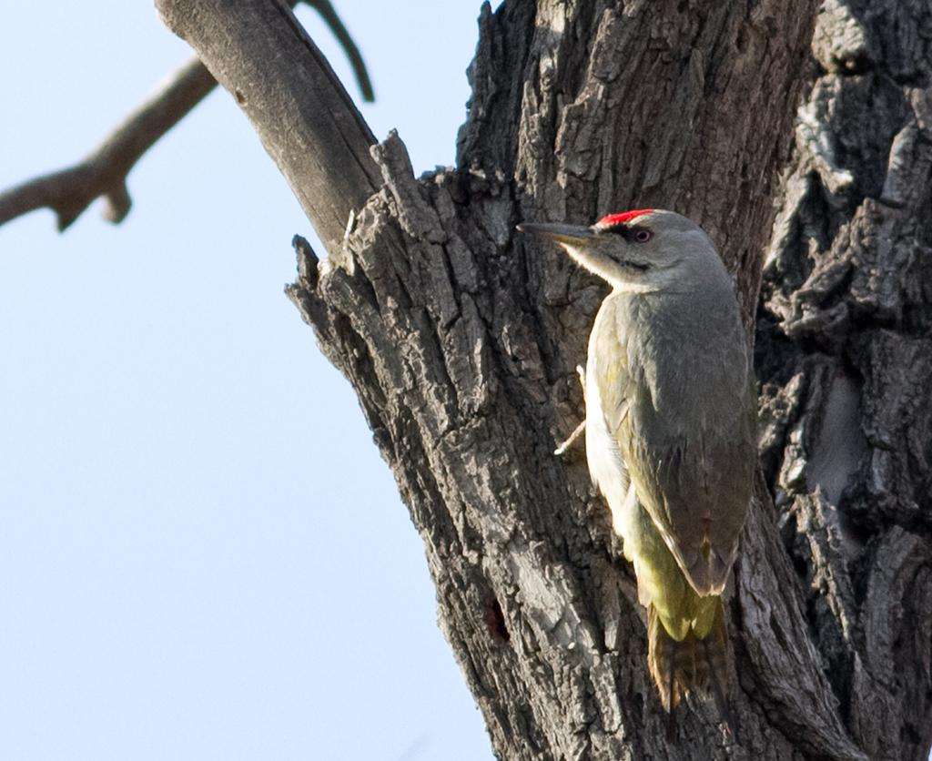  p>红顶啄木鸟分布于北美地区,包括美国,加拿大,格陵兰,百慕大群岛