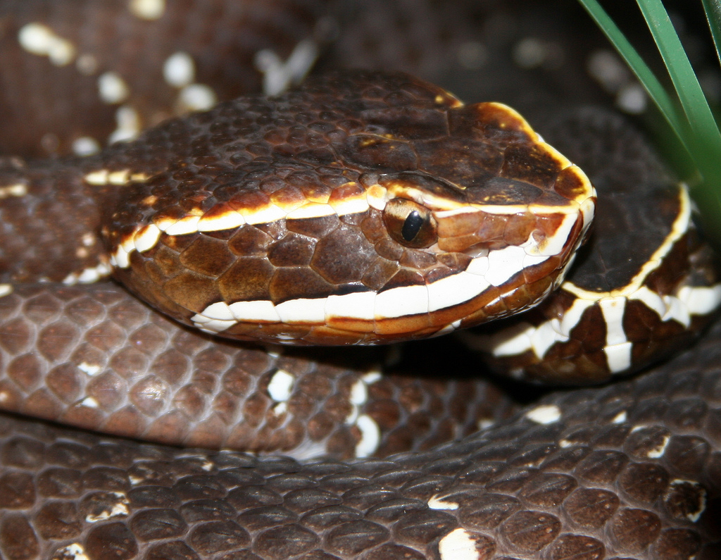 agkistrodon /i>)是 a target="_blank" href="/item/蛇亚目/967494"