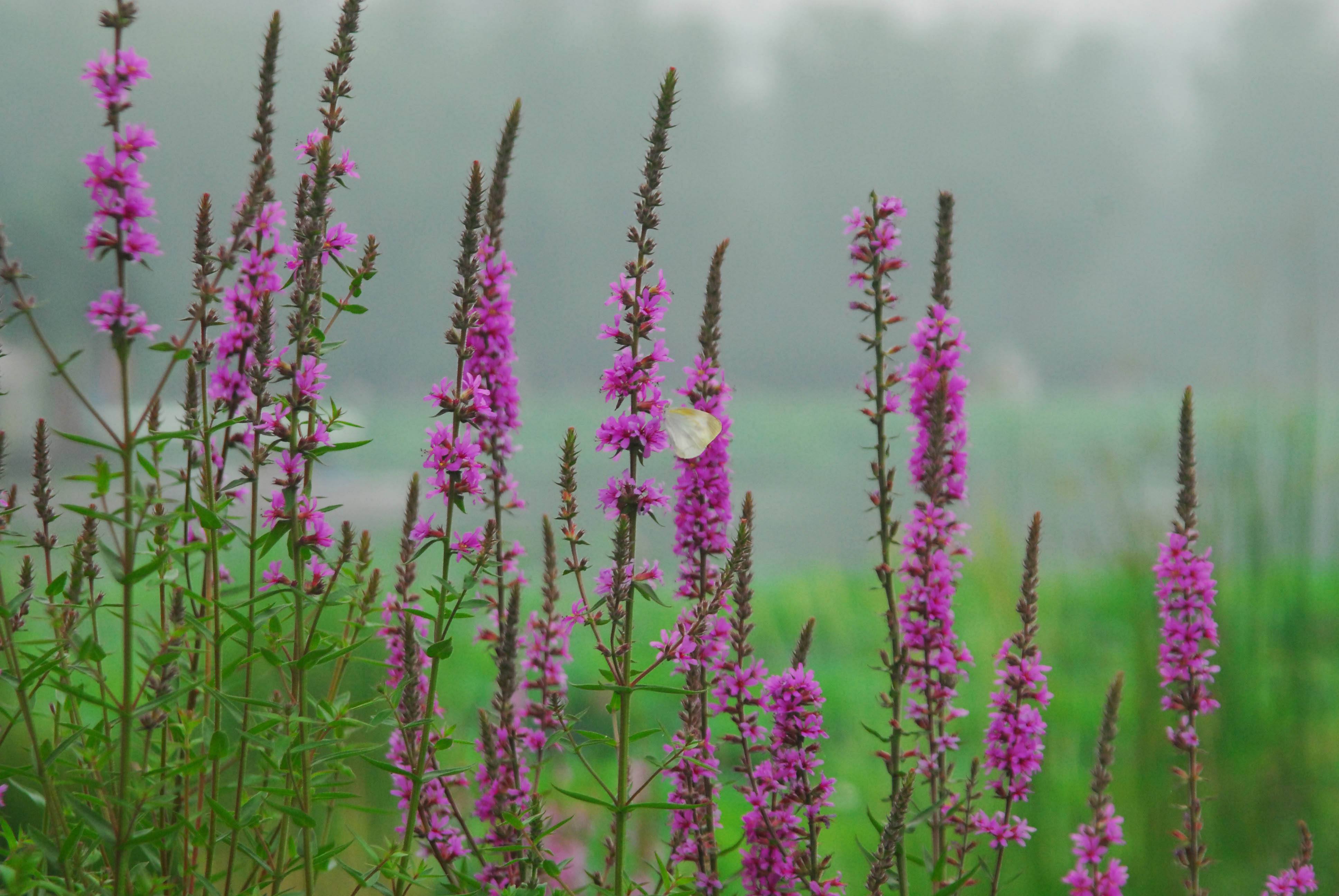  p>千屈菜,拉丁学名:lythrum salicaria l.