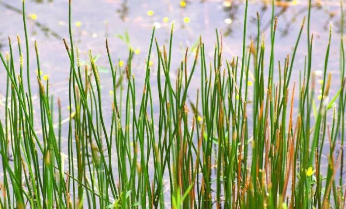 f.) trin.)是莎草科,荸荠属植物.