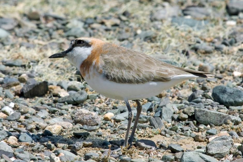 charadrius leschenaultii leschenaultii