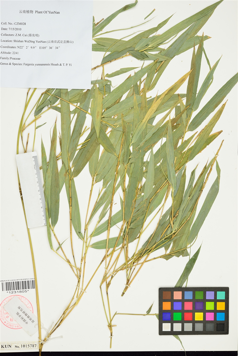 p>昆明实心竹(学名: i>fargesia yunnanensis /i> hsueh et yi)是