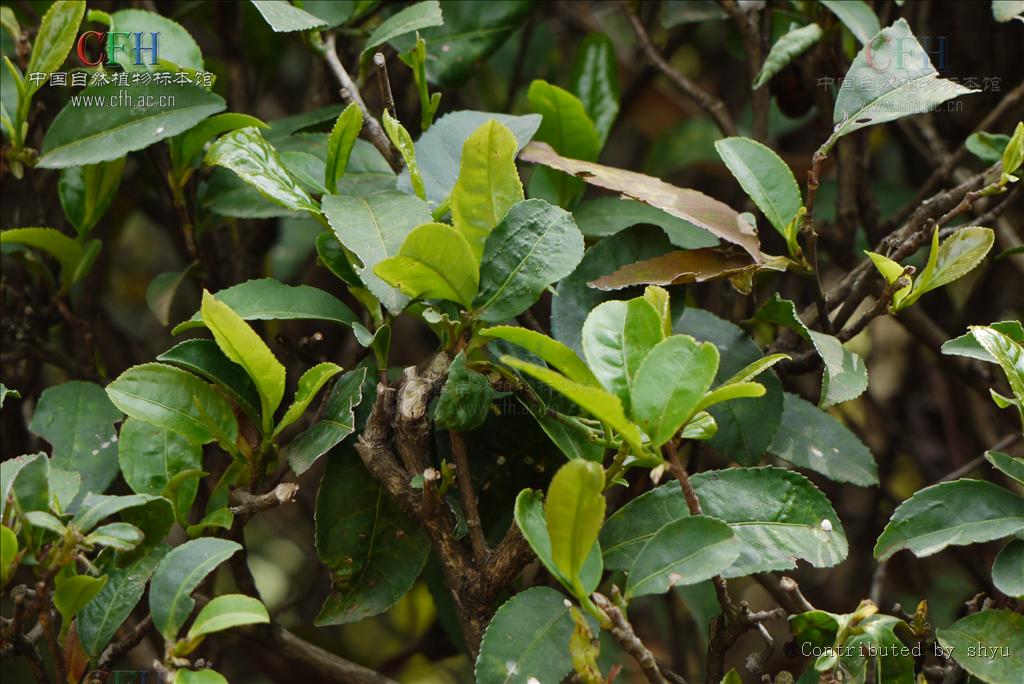  p>茶树,原名:茶,拉丁文名: i>camellia sinensis /i> (l.) o. ktze.