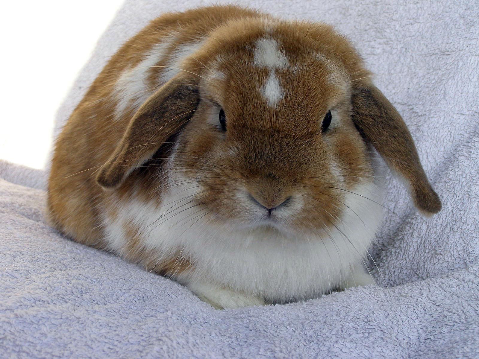 英国迷你垂耳兔