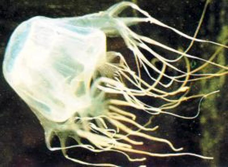  p>澳大利亚箱形水母,俗名别名 a target="_blank" href="/item/海