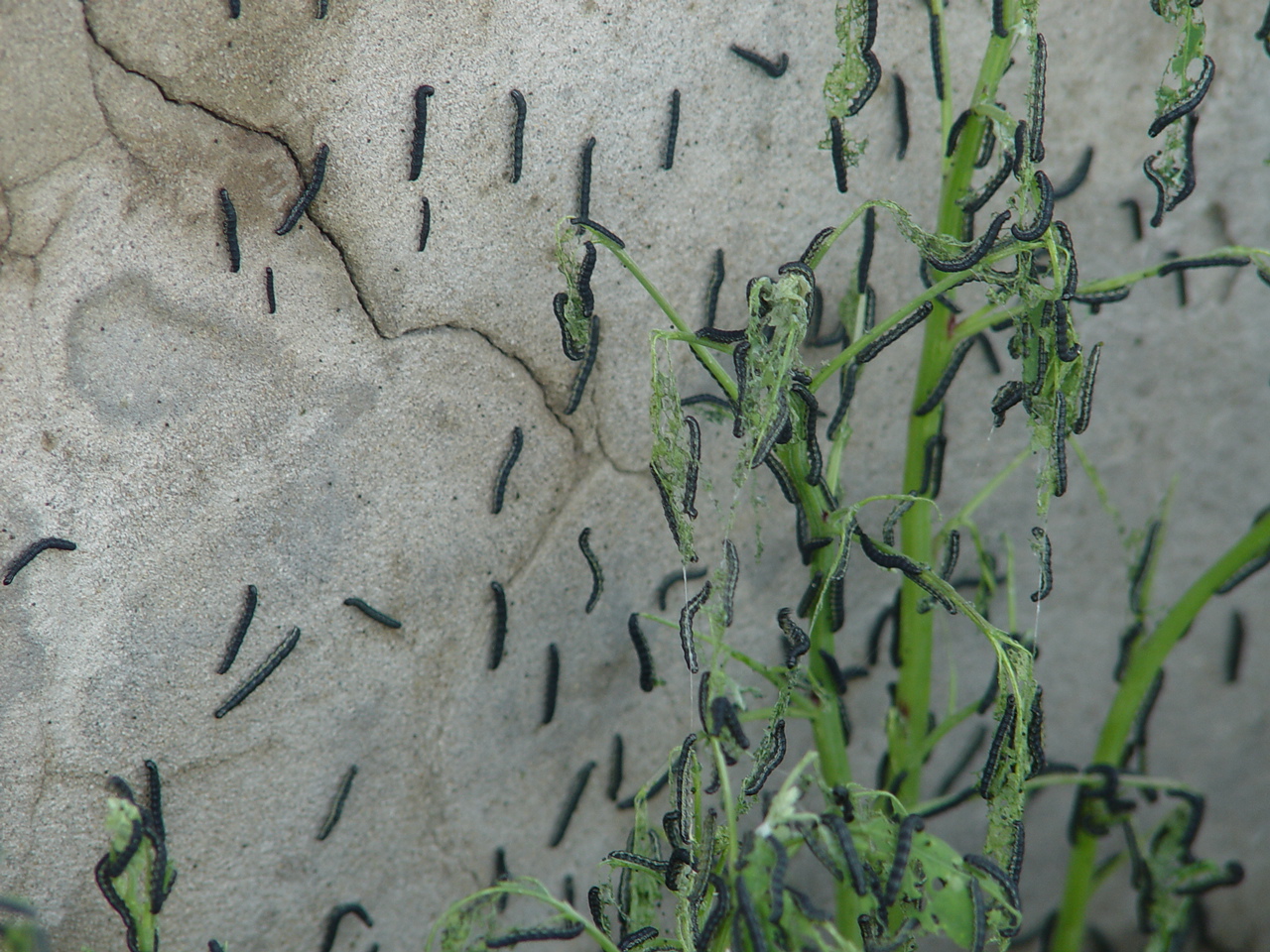  p>草地螟(loxostege sticticalis ), a href="#" data-lemmaid="