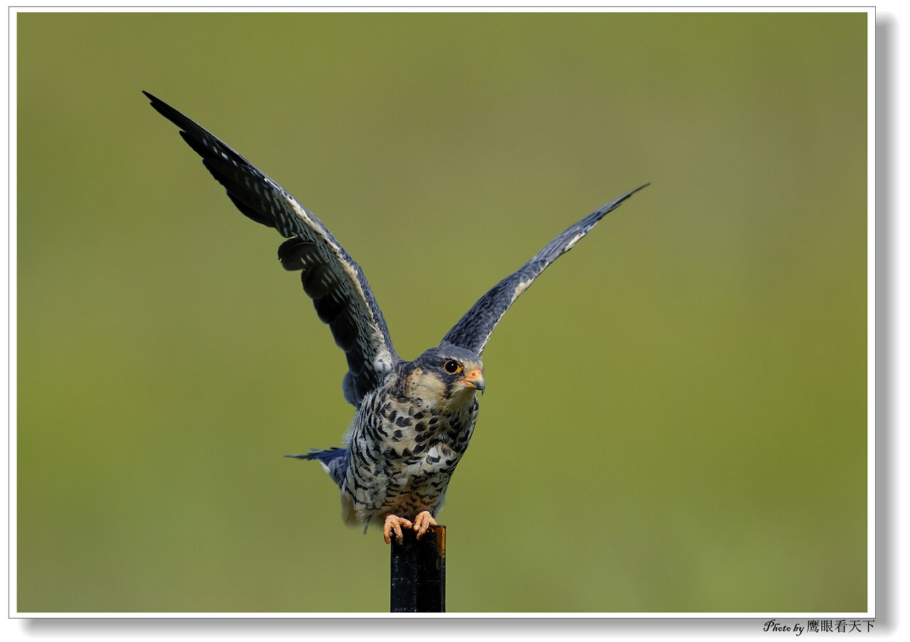  p>红脚隼(读音:hóng jiǎo sǔn)为脊索动物门,鸟纲,隼形目, a