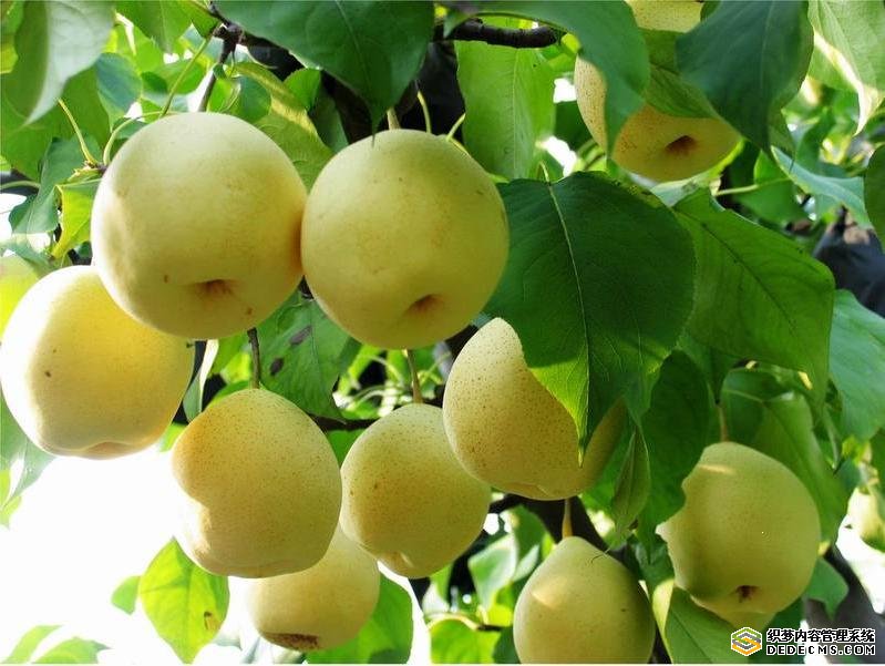 七月酥梨