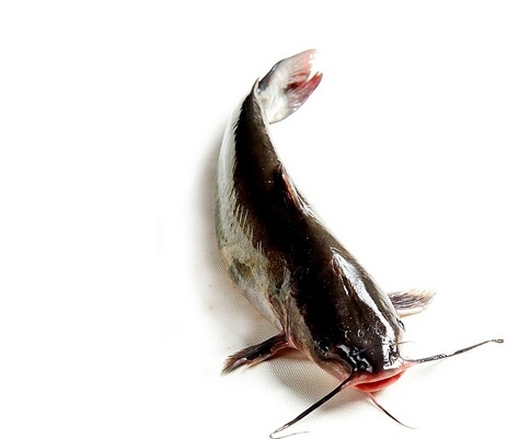  p> a target="_blank" href="/item/清江鱼/7